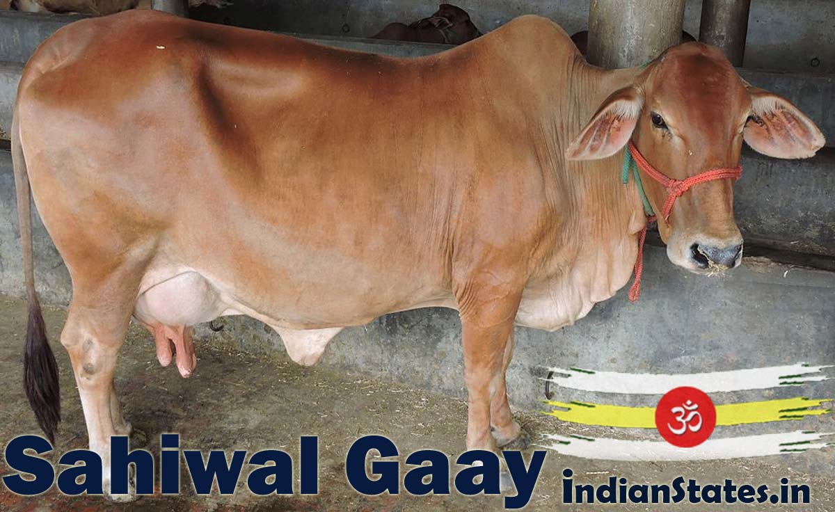 गाय में पंच तत्व five elements in cow गौ 